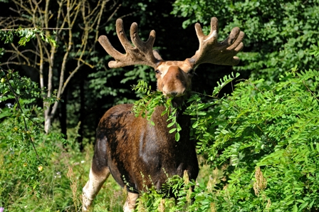 Outdoor guide wildlife and bird tours