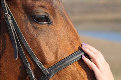 Horseback riding holidays