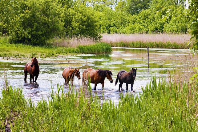 Horseback riding holidays in Baltic States