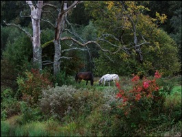 Horseback riding holidays in Baltic States