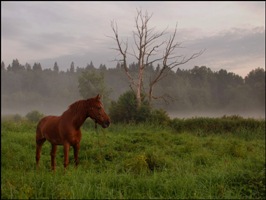 Horseback riding holidays in Latvia, Lithuania, Estonia