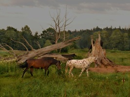 Horseback riding holidays in Baltic States