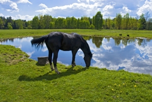 Horseback riding holidays in Baltic States