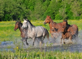 Horseback riding holidays in Baltic States