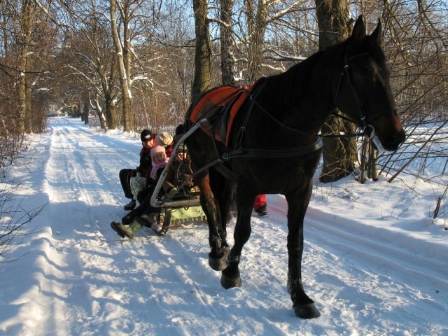 Izjāde zirga kamanās