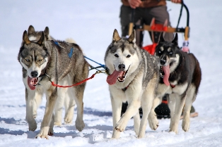 Outdoor guide dog sledge